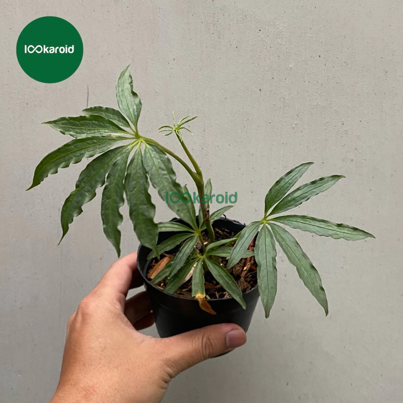 Jual Tanaman Hias Anthurium Polyschistum / Anthurium Tweed | Shopee  Indonesia