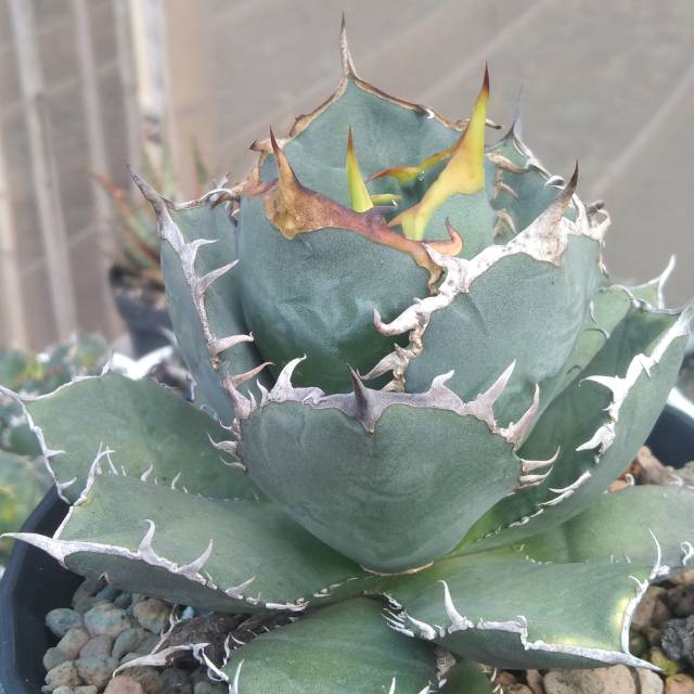 Jual Agave titanota CG 01 / COK 01 | Shopee Indonesia