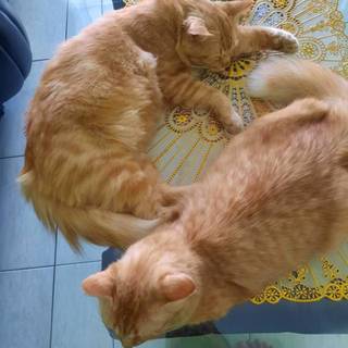 Toko Raket Blitar