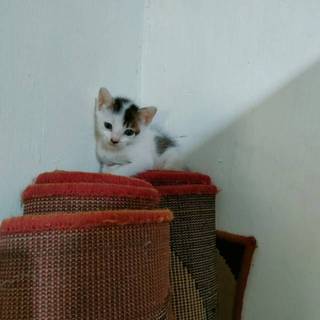 Hanger Blitar