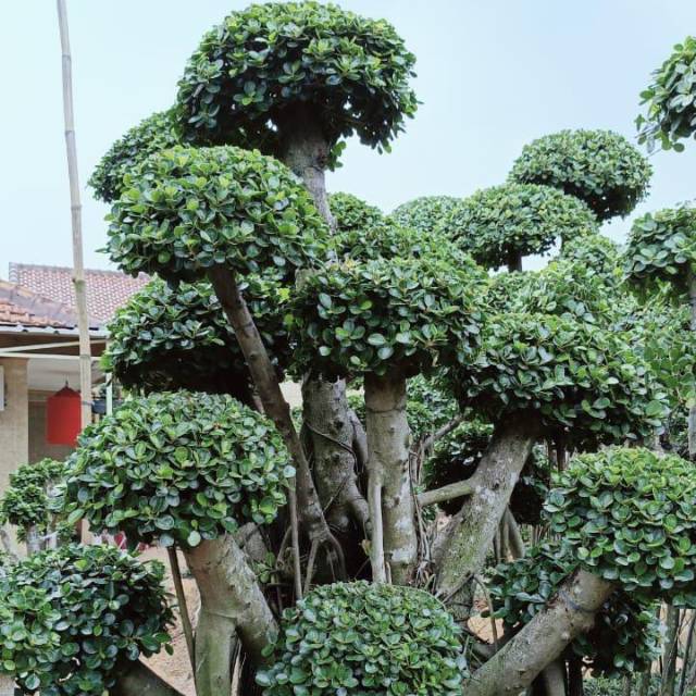 Jual Pohon Bonsai beringin elegant / bonsai beringin regen | Shopee  Indonesia