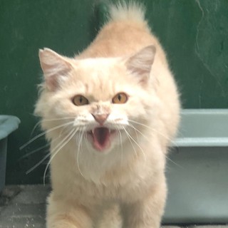 Koi Blitar Terdekat