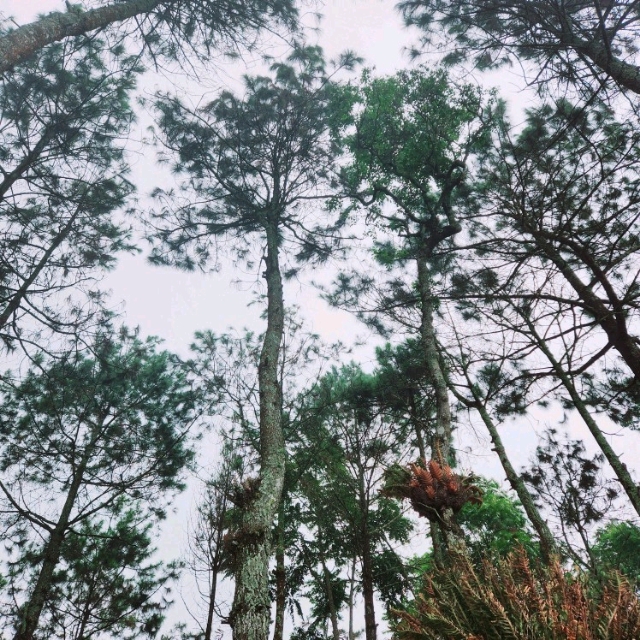 click here to visit shop