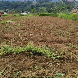 rimbathalla