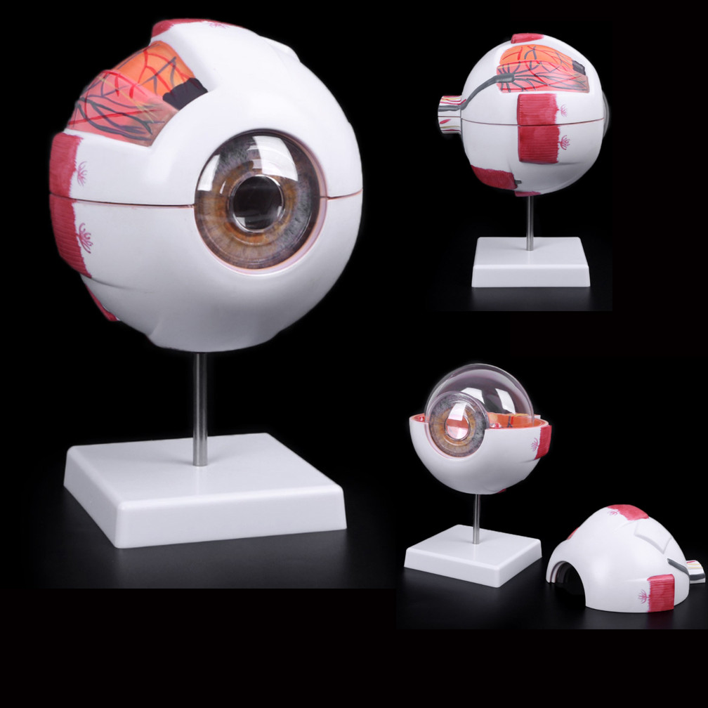 Jual BARU Eyeball Anatomy Model for Eye Diseases Study, 6X 3X Human Eye ...