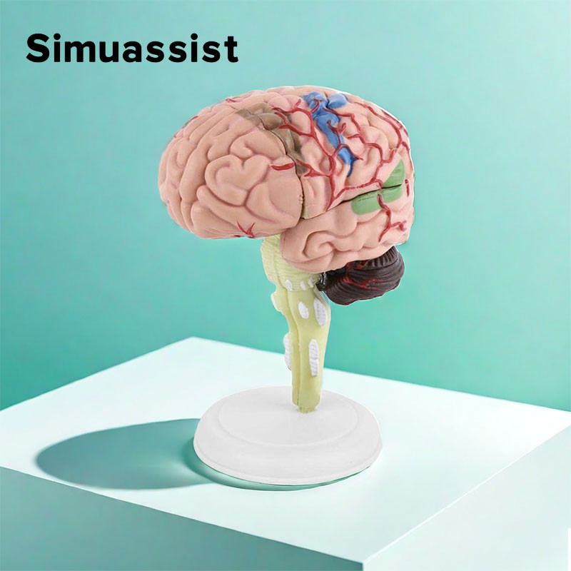 Jual New 4D Medical Removable Mini Brain Model Assembled Model ...