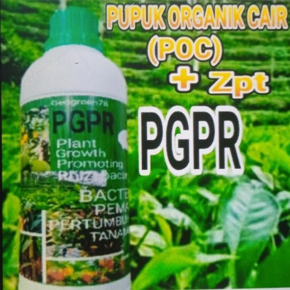 Jual Pupuk Organik Cair Pgpr Rizobactetia Pacu Pertumbuhan Tanaman Zpt ...