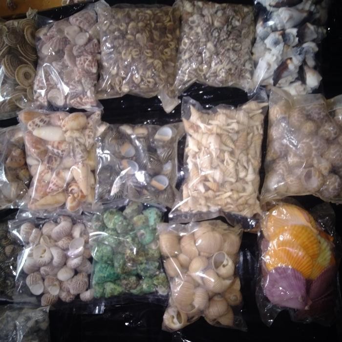 Jual macam macam kerang untuk hiasan | Shopee Indonesia
