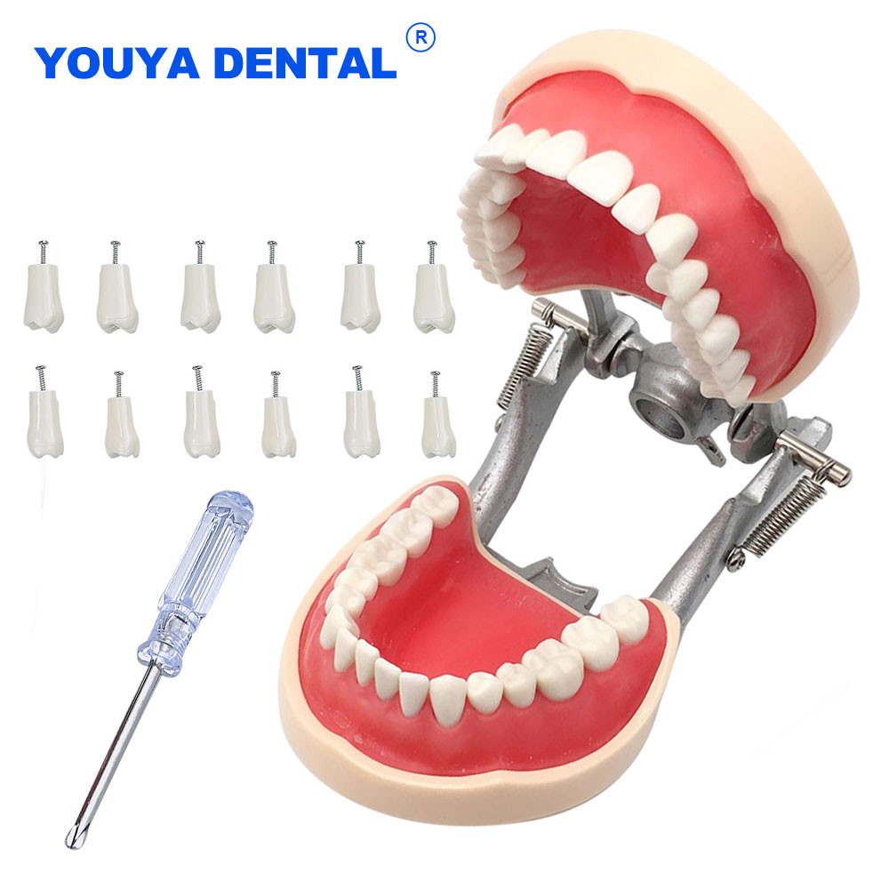 Jual Dental Teaching Model Training Typodont Teeth Model Technician Gum ...