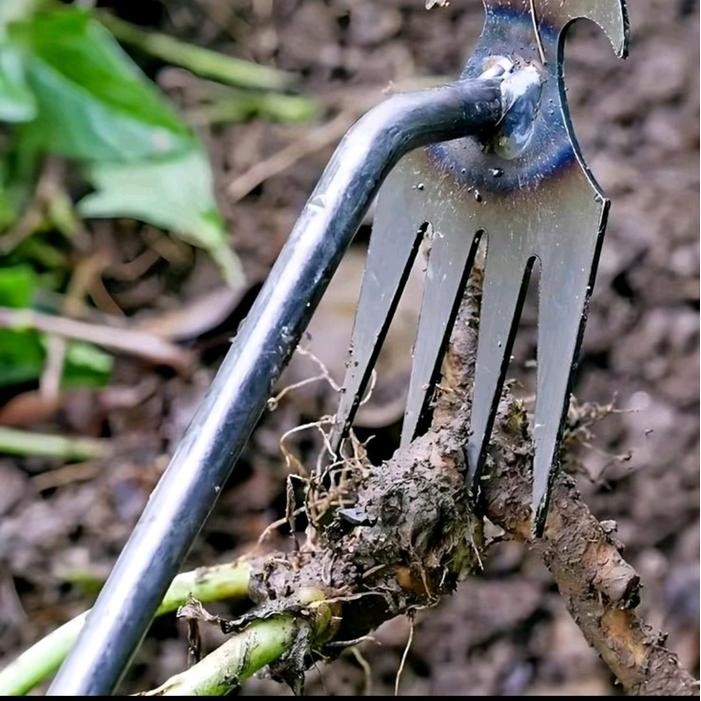 Jual CANGKUL CABUT RUMPUT 2 BILIH / GARPU TAMAN / ALAT BERKEBUN MULTI ...