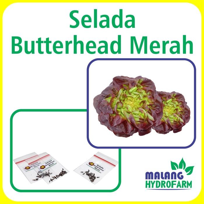 Jual Tn Benih Selada Butter Merah Unggulan Berkualitas Biji Bibit ...