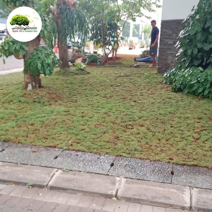 Jual pemasangan rumput jepang | Shopee Indonesia