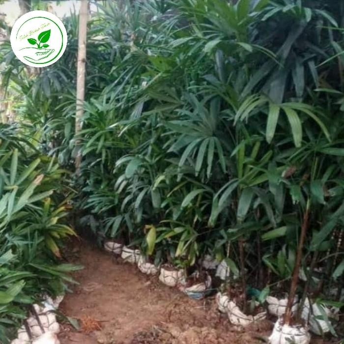 Jual Terlaris Tanaman Palem Waregu Palem Regu Tinggi 150Cm | Shopee ...