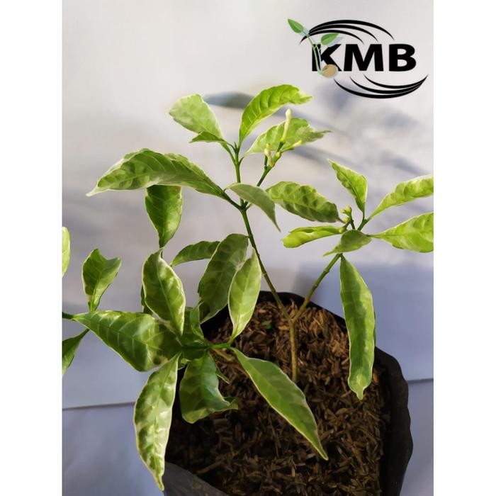 Jual rombusa kuning Harga Terbaik & Termurah Mei 2026 | Shopee Indonesia
