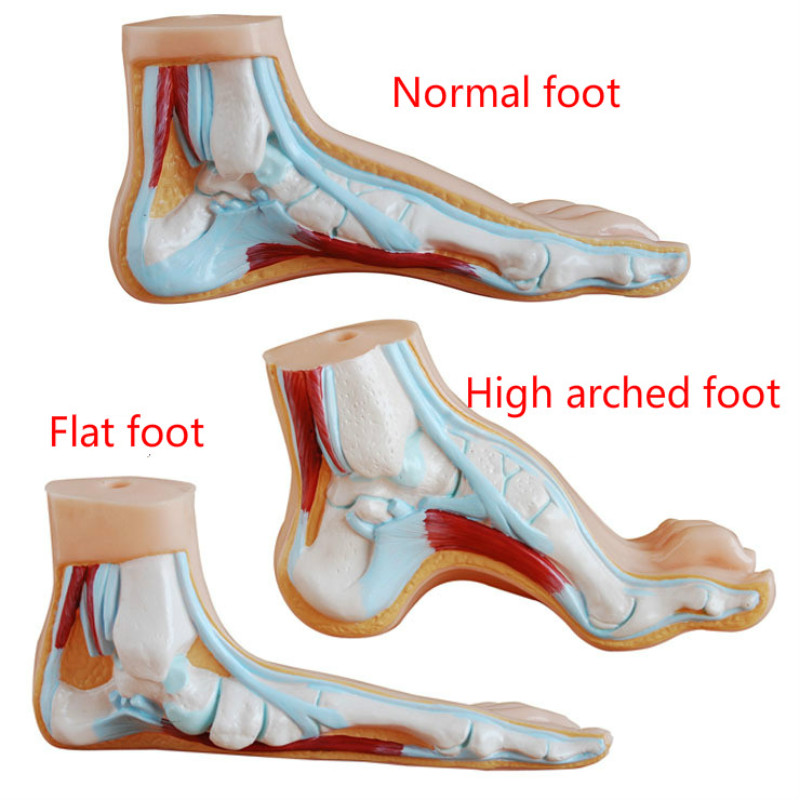 Jual New 1:1life Size Human Normal Flat Arched Foot Anatomical Medical ...