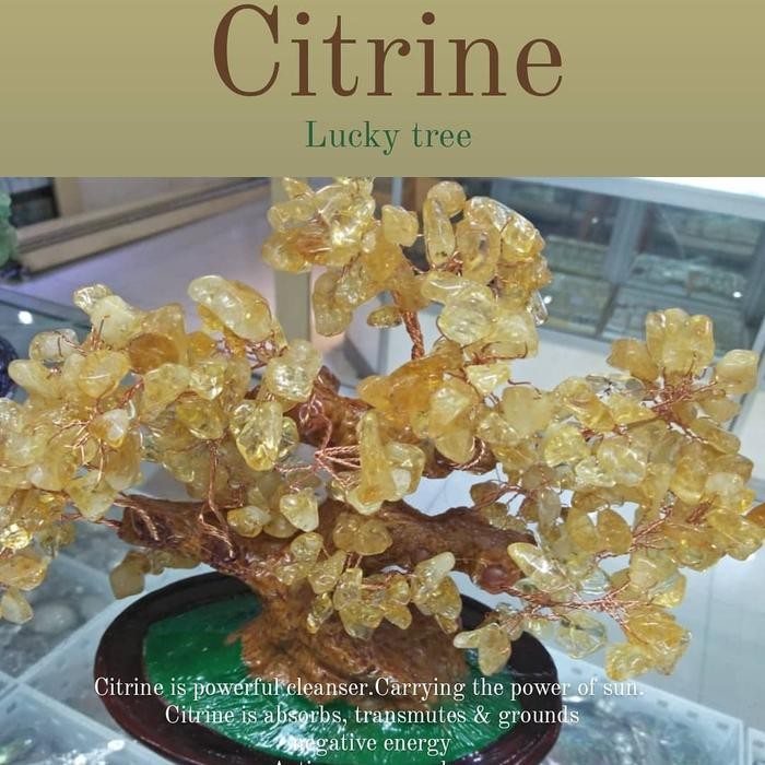 Jual Citrine Lucky tree | Shopee Indonesia