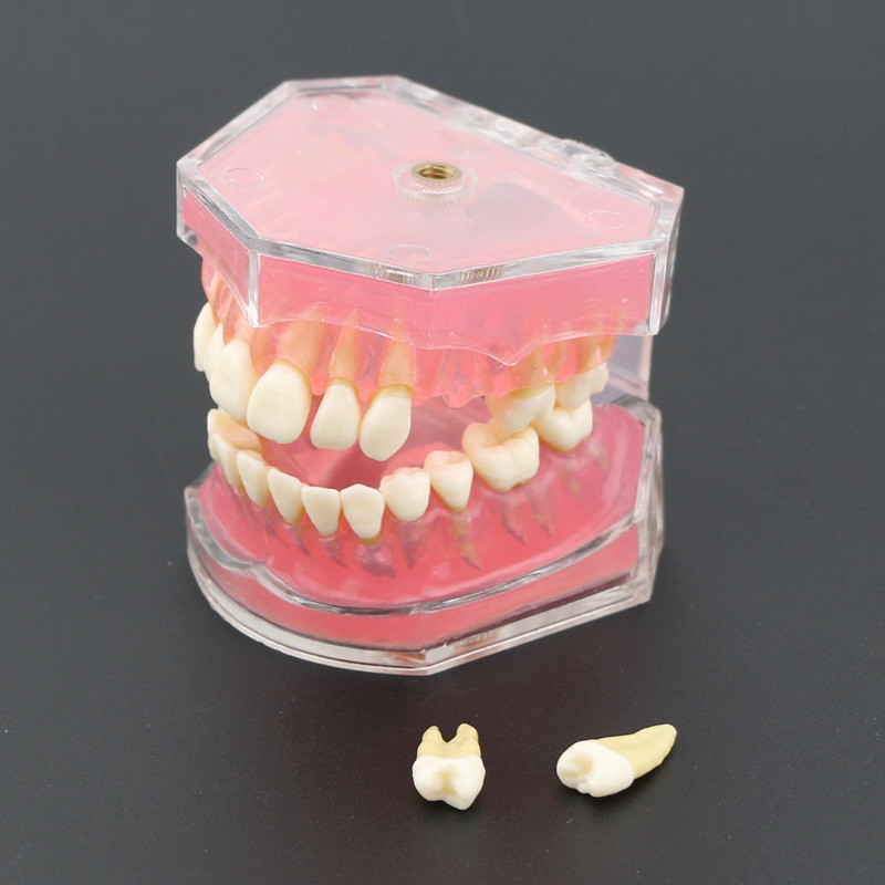 Jual Dental Study Teaching teeth Model Standard Model Removable Teeth ...