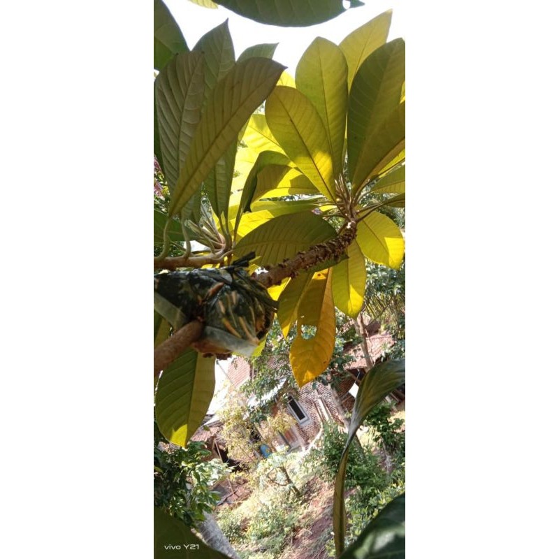 Jual Happygardens Fresh Cangkok Mamey Sapote Jenis Magana | Shopee ...