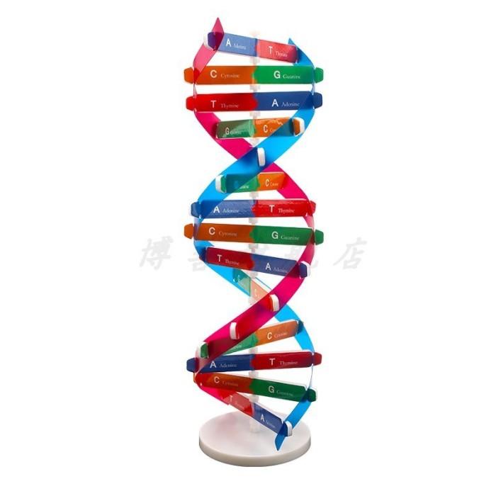 Jual Model Dna Figure Model Dna Deoxyribonucleic Acid Model Double ...