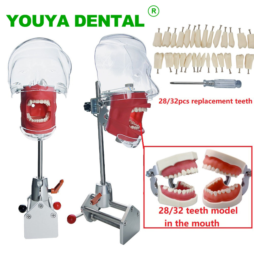 Jual Phantom Dental Simulator Simple Head Model Manikin With 28/32pcs ...