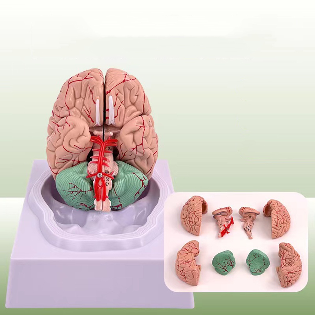 Jual NEW Human Life Size People Brain Functional Area Model Anatomy for ...
