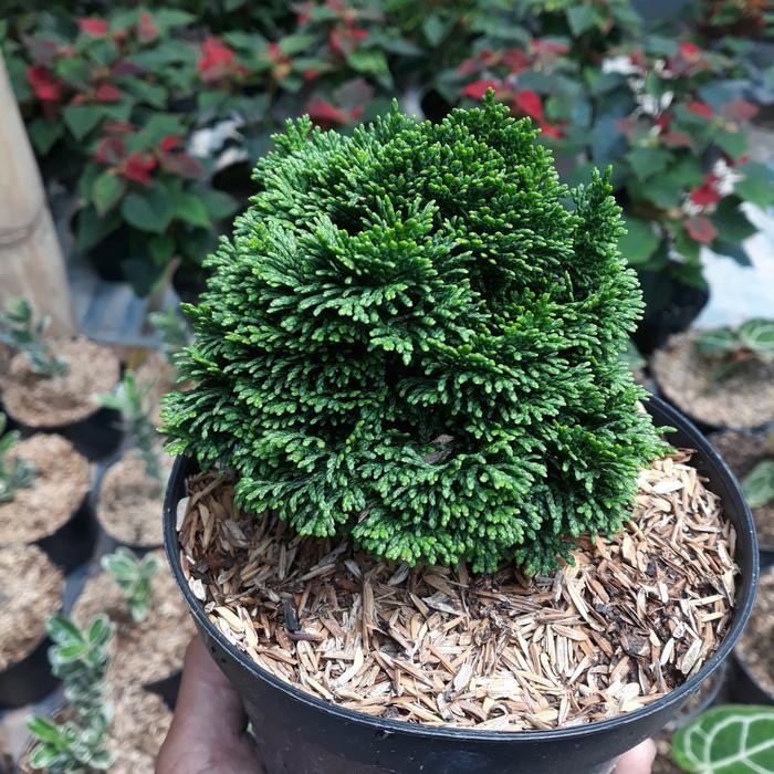 Jual PREMIUM TANAMAN LANGKA CEMARA INOKI CYPRES BAHAN BONSAI BESAR ...