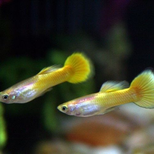 Jual (Expert) Guppy AFR albino Red / Yellow banana Hiasan aquarium ...