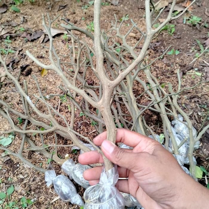 Jual PREMIUM Bahan Bonsai Brazilian rain tree | Shopee Indonesia