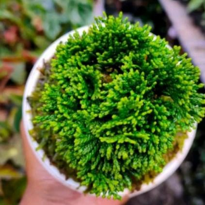Jual bonsai Cemara inoki Cypress hijau tanaman | Shopee Indonesia