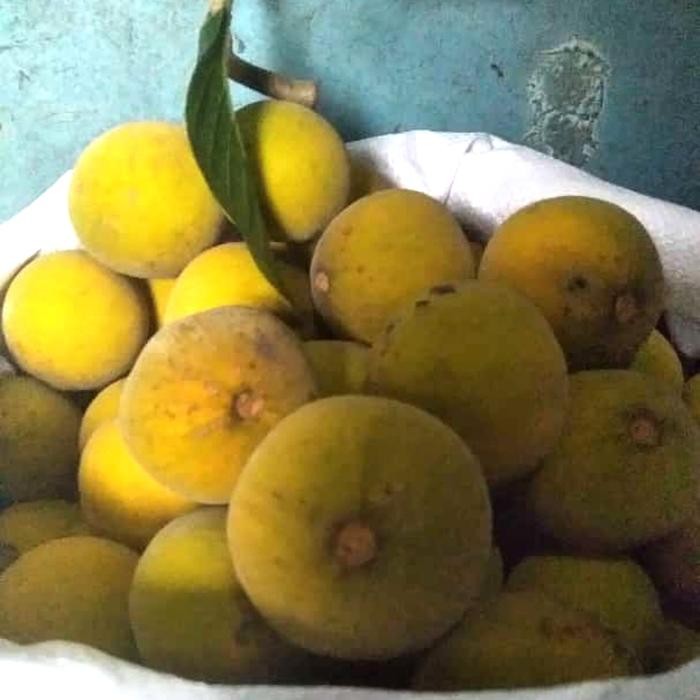 Jual Buah Kecapi Daun 1Kg | Shopee Indonesia