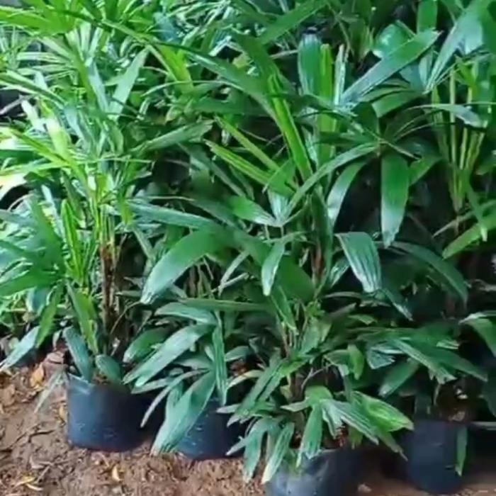 Jual Nirwana Gardenss Tanaman Hias Indoor Palem Waregu - Palem Regu ...