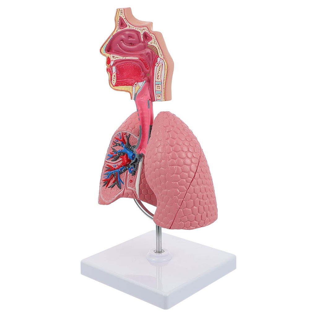 Jual NEW Toy Respiratory System Model 4d Anatomical Assembly of Human ...