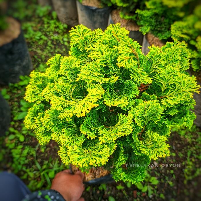 Jual PREMIUM Bonsai Cemara Hinoki Cypress Golden ORIGINAL UKURAN BESAR ...
