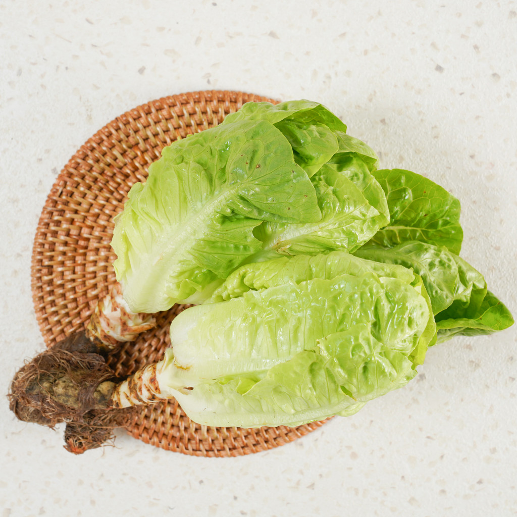 Selada Romaine Kecil Hidroponik Hidroponik 1 pack
