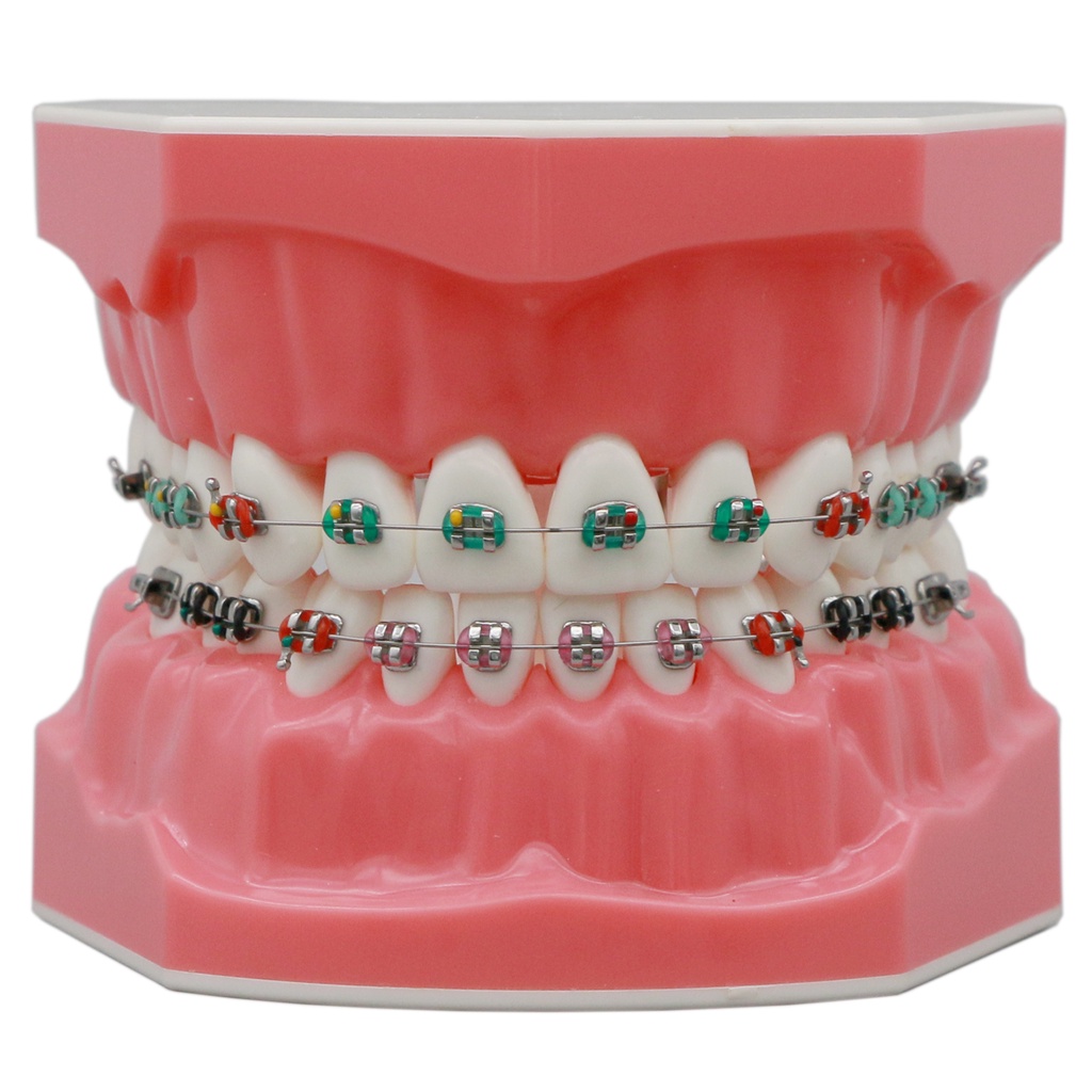 Jual Dental Typodont Orthodontic Teeth Model 1:1 Standard Demo Teach ...