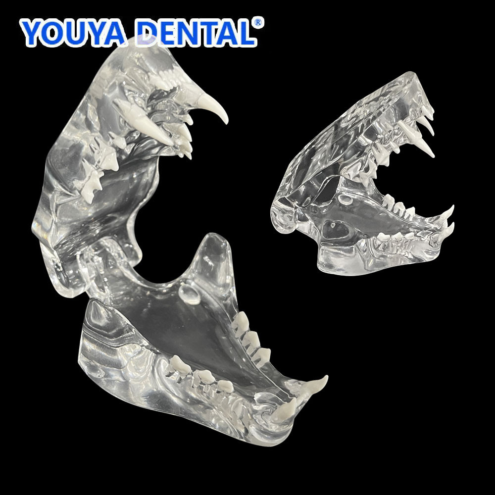 Jual Dental Cat Teeth Model Transparent Dentition Model Anatomical ...