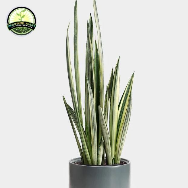 Jual tanaman hias Sansevieria trifasciata - sansivera lidah mertua ...