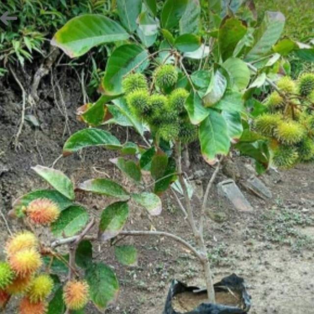 Jual Bibit Tanaman Rambutan Binjai Sudah Berbuah/Berbunga-Bibit Buah ...