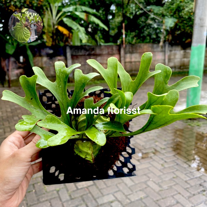 Jual [sst] - PLATYCERIUM RIDLEYI / SIMBAR MENJANGAN / TANDUK RUSA ...