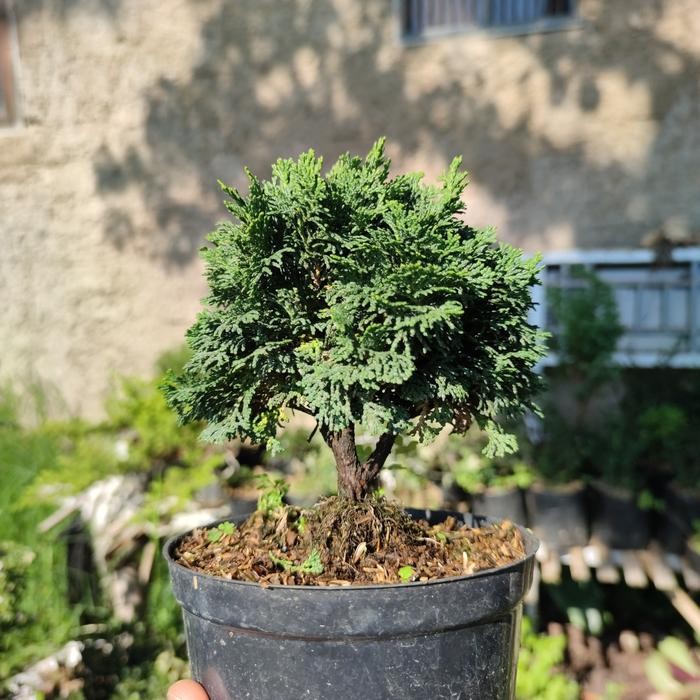 Jual PREMIUM Bonsai Cemara Hinoki japan Green dan Sargentii Itoigawa ...