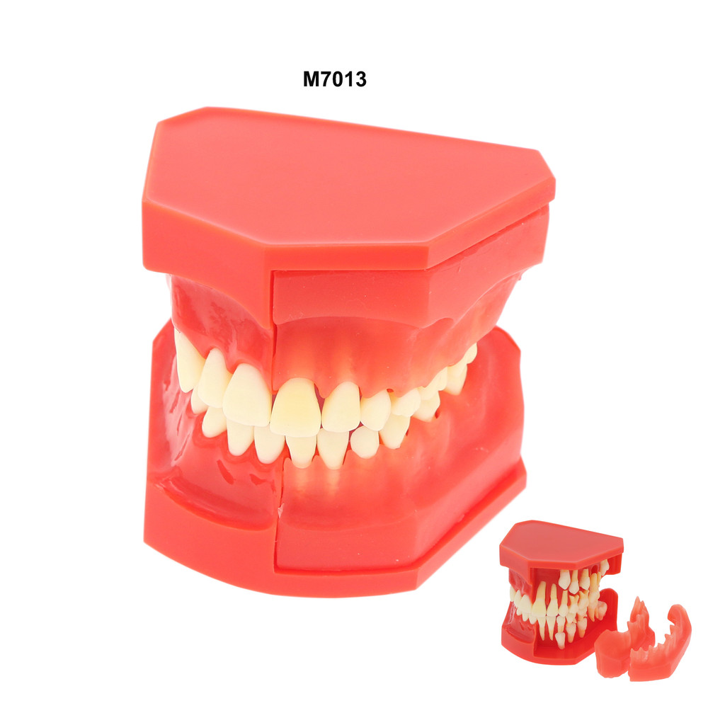 Jual Dental Teeth Permanent Tooth Alternate Model Demo With X-ray ...