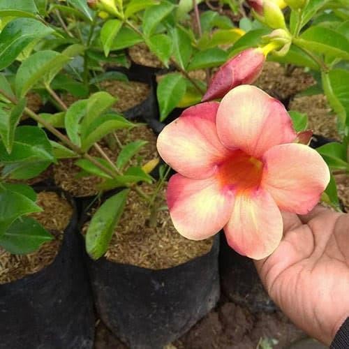 Jual Tanaman Rambat Alamanda Bunga Pink | Shopee Indonesia