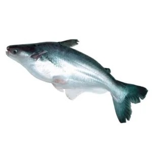 Jual ikan patin sirit merah 500g | Shopee Indonesia