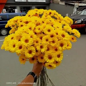 Jual bunga aster sun baby 200g | Shopee Indonesia