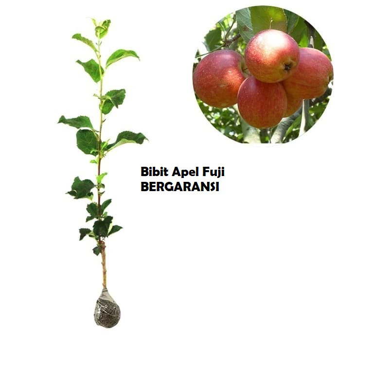 Jual Bibit Apel Fuji Merah Cepet Berbuah Shopee Indonesia