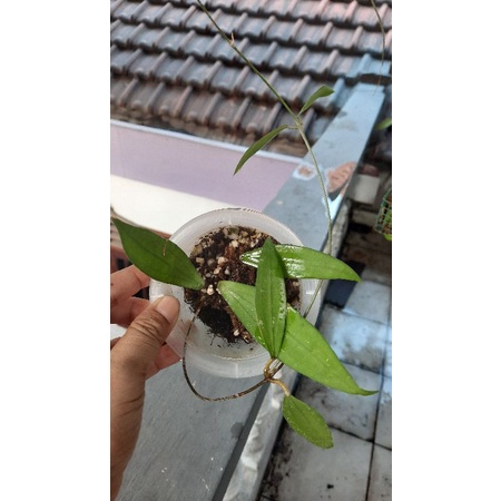 Jual Hoya Rindu Rafflesia | Shopee Indonesia