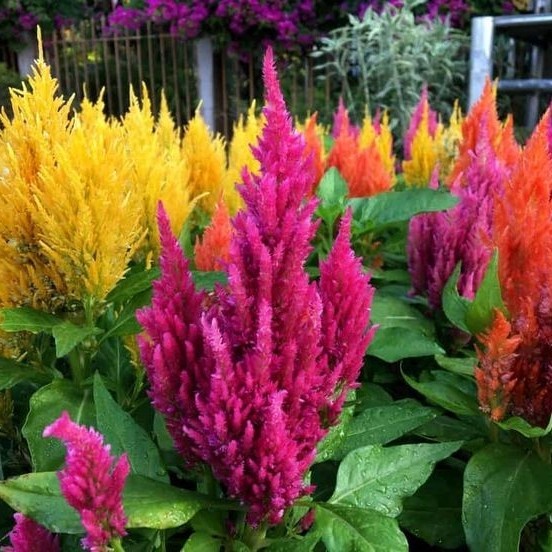 Jual BENIH/BIJI/BIBIT BUNGA CELOSIA/JENGGER SAYAM BERBAGAI JENIS DAN ...