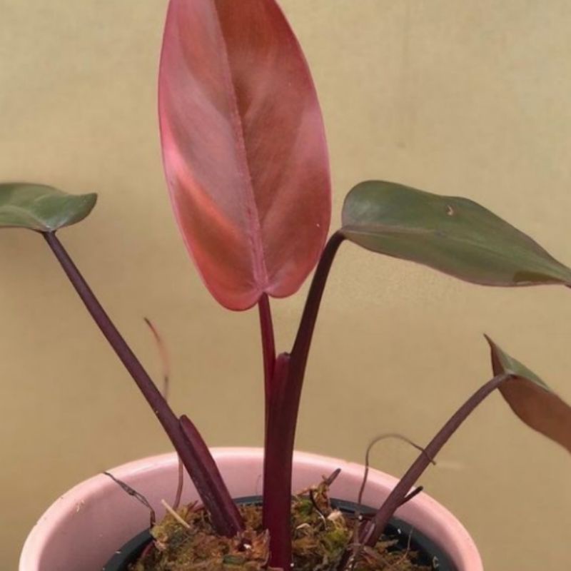 Jual Tanaman Hias Philodendron Dark Lord Bunga Pilo | Shopee Indonesia