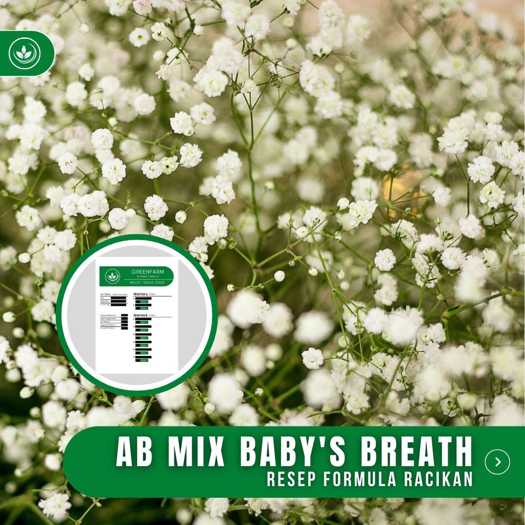 Jual Resep AB Mix Bunga Baby's Breath Formula Racikan Nutrisi Bunga ...