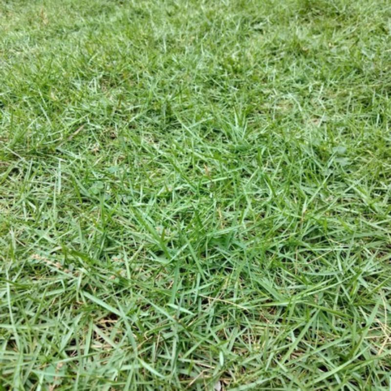 Jual Rumput Hidup - Rumput Jepang Peking 1x1 meter/ rumput peking ...